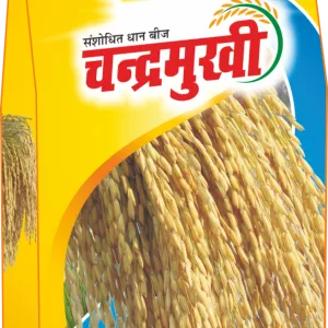 Chandermukhi Paddy Seeds