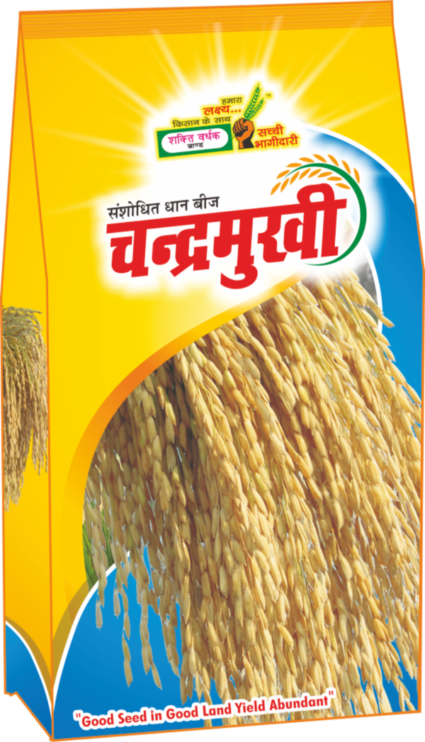 Chandermukhi Paddy Seeds