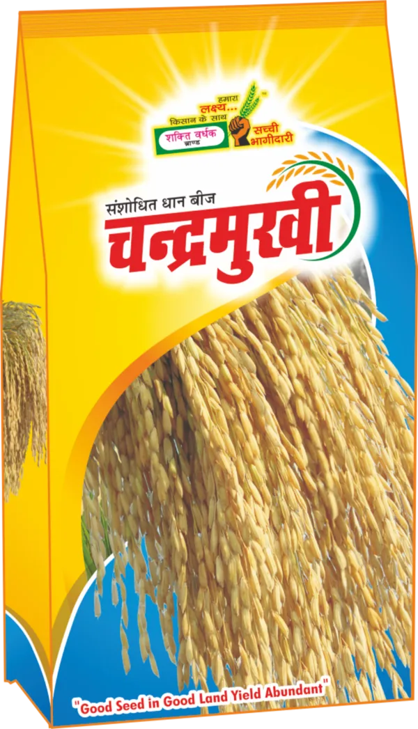 Chandermukhi Paddy Seeds