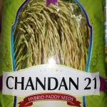 Krishidhan Chandan 21 Paddy Seeds