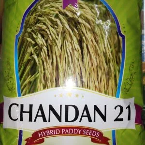 Krishidhan Chandan 21 Paddy Seeds