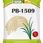Shakti Vardhak PB-1509 Paddy Seeds