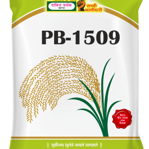Shakti Vardhak PB-1509 Paddy Seeds