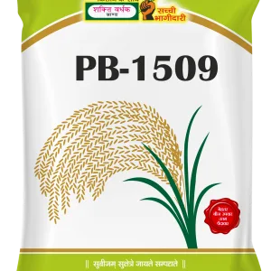Shakti Vardhak PB-1509 Paddy Seeds