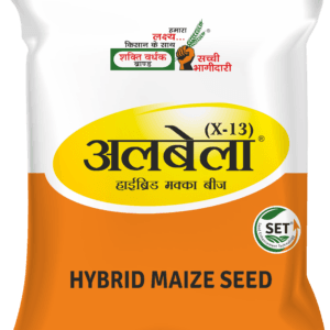 Albela Hybrid Maize Seeds